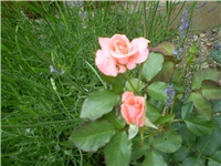 be5b6686-Picture 036.jpg